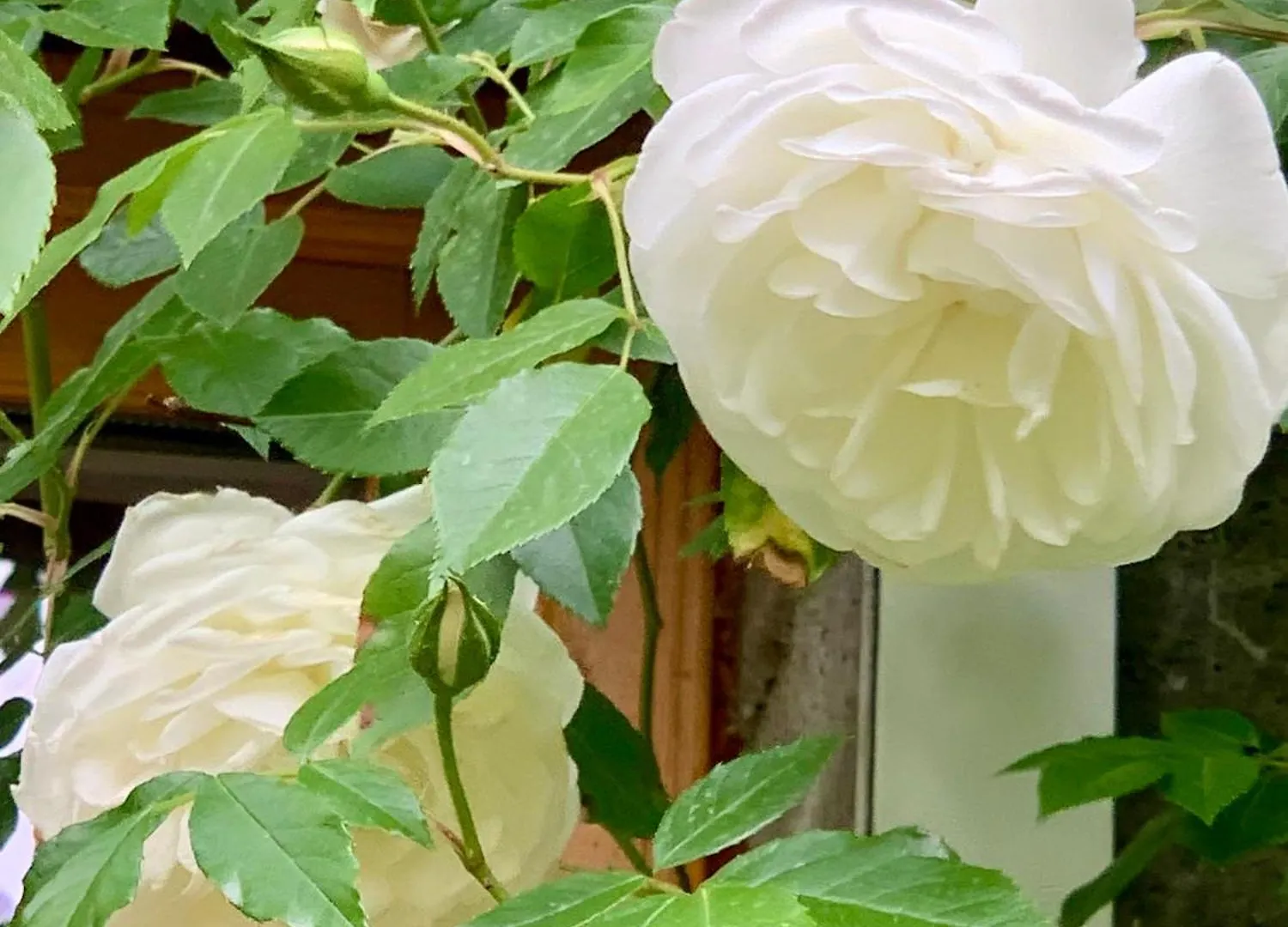 Vercors En Vert , Chambres D'Hotes De Charme Saint-Romans  Homestay Saint-Romans (Isere)